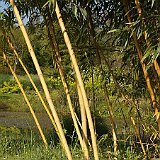 Phyllostachys vivax Aureocaulis2